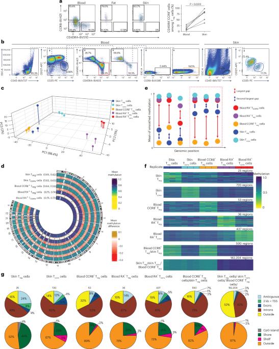 DNA hypomethylation traits define human regulatory T cells in cutaneous tissue and identify their blood recirculating counterparts