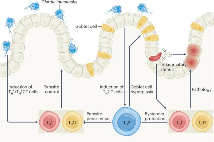 Giardia helps the immune system pick its battles