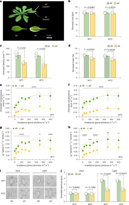 Guard cells on the adaxial and abaxial leaf surfaces use different compositions of potassium ion channels to drive light-induced stomatal opening