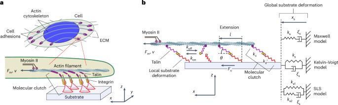 Elastic properties of force-transmitting linkages determine multistable mechanosensitive behaviour of cell adhesion