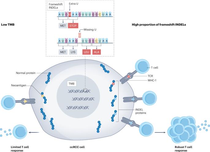 Immunological features of clear-cell renal-cell carcinoma and resistance to immune checkpoint inhibitors