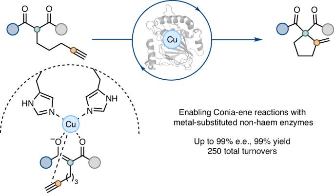 Unlocking Lewis acid catalysis in non-haem enzymes for an abiotic ene reaction