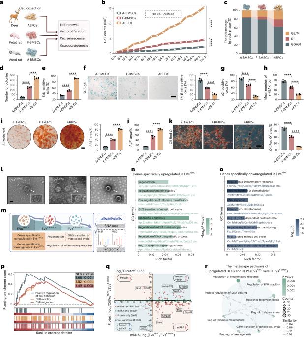 Extracellular vesicles from antler blastema progenitor cells reverse bone loss and mitigate aging-related phenotypes in mice and macaques
