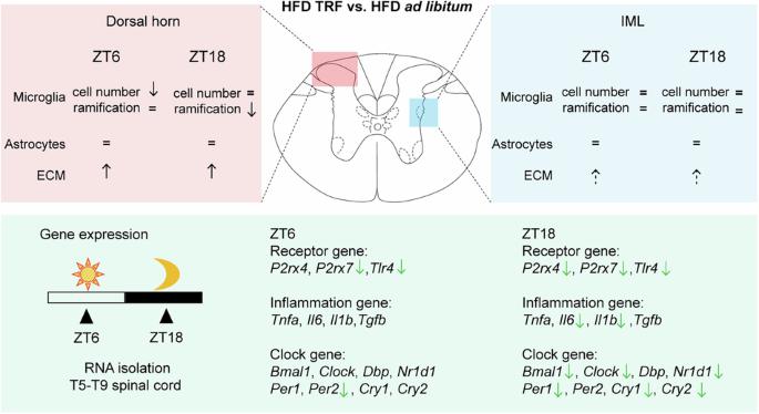 Time-restricted feeding modulates neuron-glial interactions and circadian rhythm in the spinal cord of male Wistar rats fed a high-fat diet