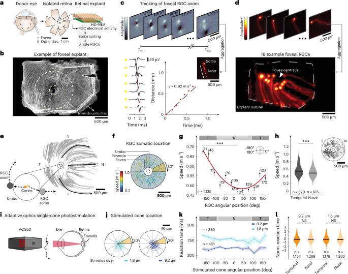 Synchronization of visual perception within the human fovea