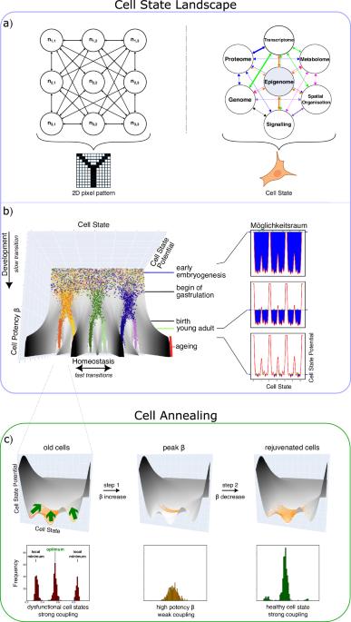 Escaping ageing through Cell Annealing—a phenomenological model