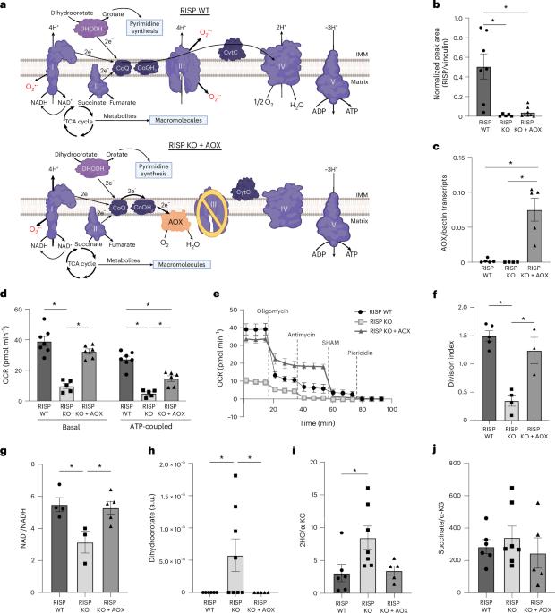 Mitochondrial respiration is necessary for CD8+ T cell proliferation and cell fate