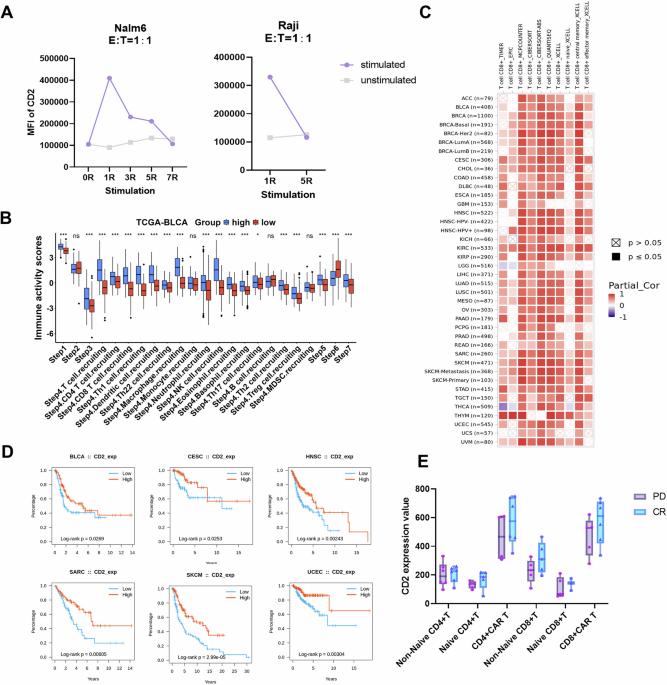 CD2 augmentation enhances CAR-T-cell efficacy via immunological synapse remodeling and T-cell exhaustion mitigation