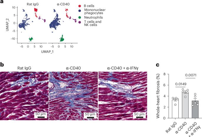 Agonistic immune checkpoint regulator may harm the heart