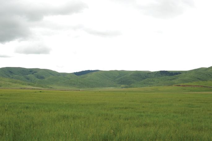 Warming risks Tibetan meadow collapse