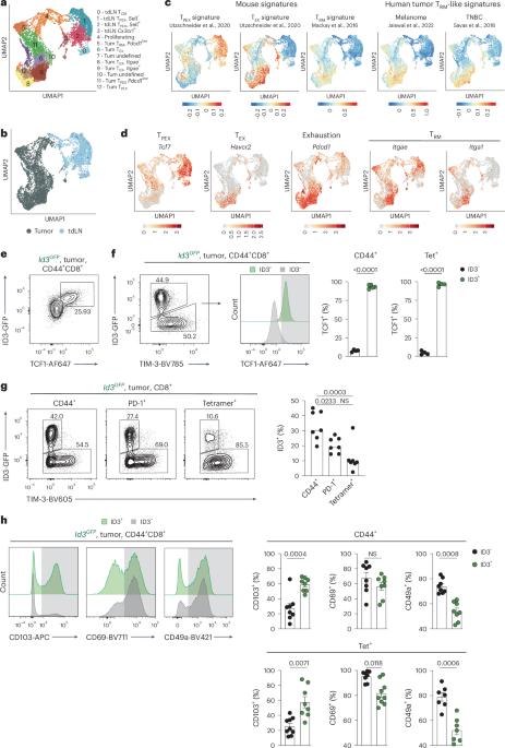 Lymph-node-derived stem-like but not tumor-tissue-resident CD8+ T cells fuel anticancer immunity