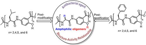 Amphiphilicity to α/γ Hybrid Foldamers through Post-Modification at Multiple Sites: Antimicrobial Design and Structure-Function Relationship