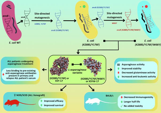 Engineered L-asparaginase variants with enhanced therapeutic properties to improve treatment of childhood acute lymphatic leukemia