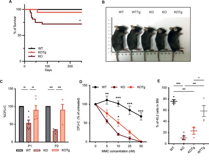 MDM4 overexpression alleviates developmental and hematopoietic defects in Fancg deficient mice
