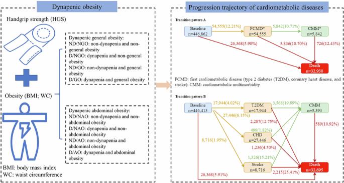 Dynapenic obesity associated with incidence and progression trajectory of cardiometabolic diseases: a prospective cohort study
