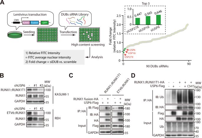 Deubiquitinase USP6 stabilizes oncogenic RUNX1 fusion proteins to promote the leukemic potential and malignant progression