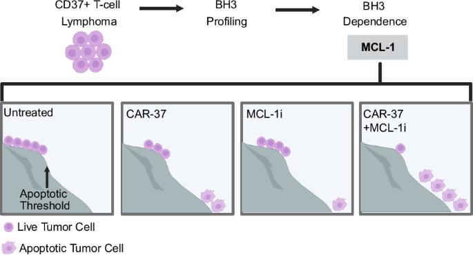 Combining MCL-1 inhibition and CD37-directed chimeric antigen receptor T cells as an effective strategy to target T-cell lymphoma