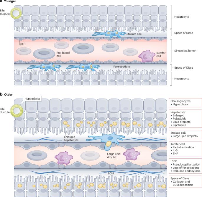 Liver, ageing and disease