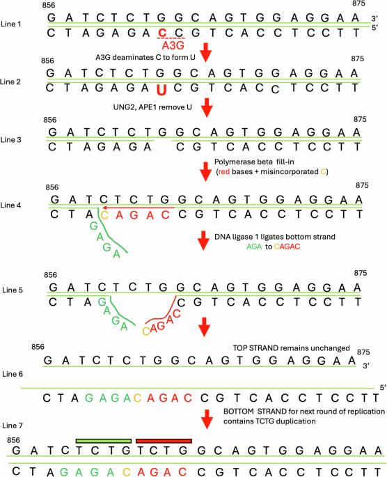 On the mechanism of NPM1 mutations in acute myeloid leukemia