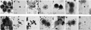 Antibiofilm strategies using mixed disinfectants and cubosome nanocarriers to combat Staphylococcus aureus on sandblasted stainless steel disc surfaces