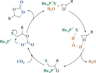 A Comparison of Catalytic Activity of Ammonium and Phosphonium Salts in Carboxylation of Epoxides without Lewis Acids