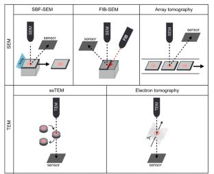 Application of 3D Imaging in Biomedical Research