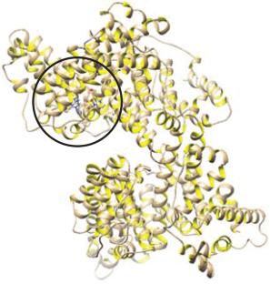Study on the Interaction of Olmesartan with Human Serum Albumin by Spectroscopic and Molecular Docking Techniques