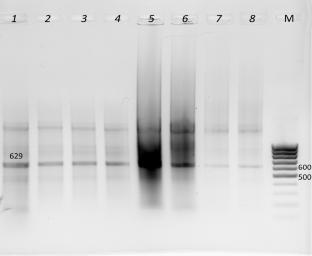A Phenol-Free Method for the Robust Isolation of the Double-Stranded RNA Produced in the E. coli HT115 Strain