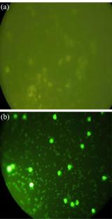 Synthesis and Anti-Leukemia Activity of N-[1-(1-Adamantyl)ethyl]-3-hydroxylup-20(29)-en-28-amide