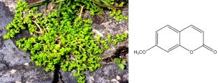 Harnessing Artificial Intelligence to Discover the Therapeutic Potential of Natural Coumarins: A Review Study