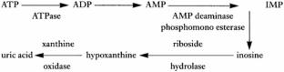 Evaluation of the Quality of Pacific White Shrimp Under Different Storage Conditions