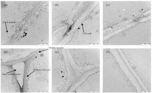 Nutritional Quality and Starch Physicochemical Properties of Tubers from Different Potato Cultivars: A Comparative Analysis