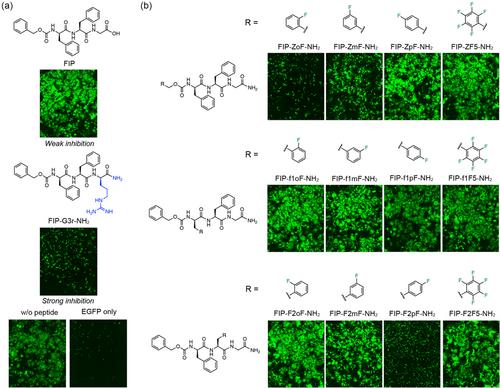 A Short Peptide Inhibitor of Measles Virus Fusion Protein that Exhibits Passive Membrane Permeability