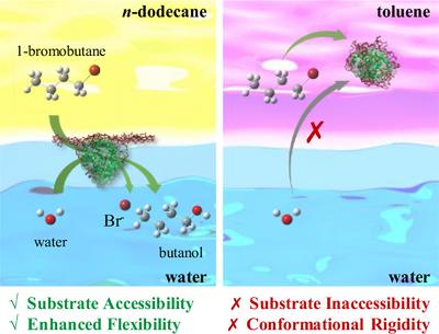 Interfacial Anchoring of Haloalkane Dehalogenase LinB for Efficient 1-Bromobutane Degradation