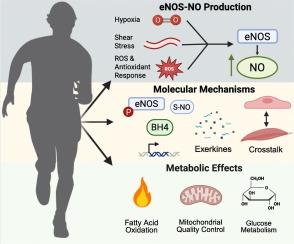 The intersection of exercise, nitric oxide, and metabolism: Unraveling the role of eNOS in skeletal muscle and beyond