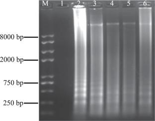 PMA-Based LAMP Assay Targeting blaCARB-17 for Accurate Detection of Viable Vibrio parahaemolyticus Cells from Aquatic Foods