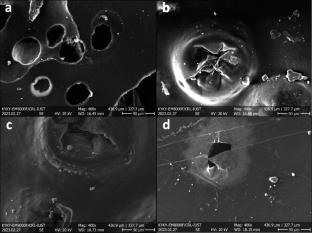 Improving Polyurethane Adhesives by Partially Replacing Hydroxypropyl-Maleate Modified Soda Lignin with Polyethylene Glycol: A Sustainable Approach to Biomass-Based Adhesive Technology