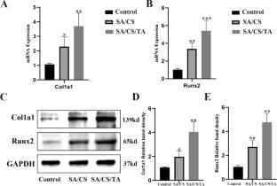 Fabrication and Properties of Multi-Functional of Tannic Acid-Modified Sodium Alginate/Chitosan Microspheres for Bone Defect Repair