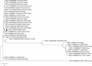Identification and genetic evolution of Muscovy duck parvovirus in Guangdong province