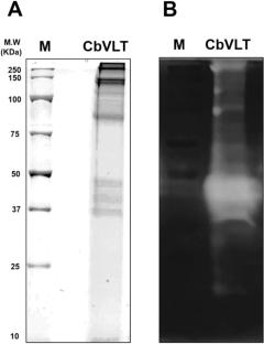 Identification and characterization of toxic components of Carybdea brevipedalia venom: implications for understanding box jellyfish (Cnidaria: Cubozoa) envenomation