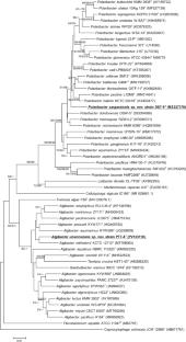 Isolation and characterization of Polaribacter sargassicola sp. nov. and Algibacter ulvanivorans sp. nov.: two novel species with ability to degrade algal polysaccharides
