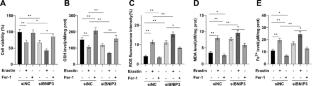 The effect of USP17 knockdown on autophagic ferroptosis in gastric cancer by regulating the BNIP3–NCOA4–FTH1 axis