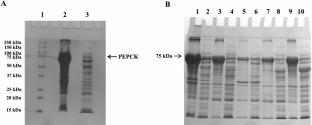 Delineation of Recombinant Cestode Phosphoenolpyruvate Carboxykinase Activity Co-expressed with Molecular Chaperones