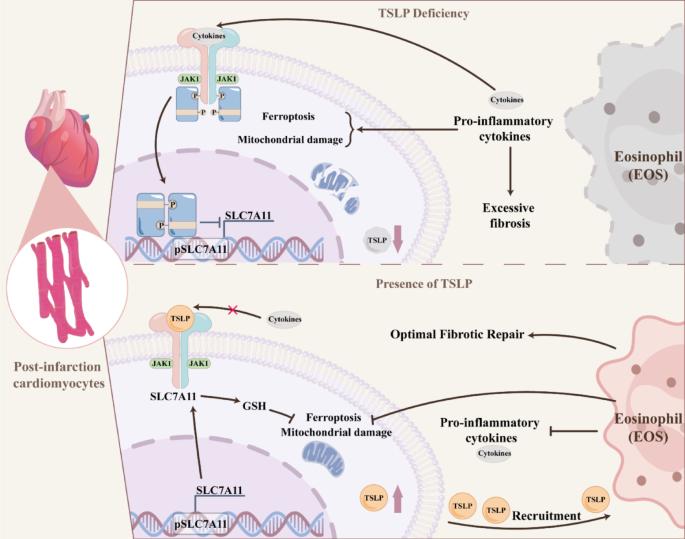 TSLP mitigates post-infarction myocardial remodeling by promoting eosinophil recruitment and inhibiting JAK1–STAT5-mediated ferroptosis