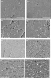 Enhancing the Mechanical and Thermal Properties of Poly(L-lactide)/Poly(D-lactide) Stereocomplex with Polybutylene Adipate-co-Terephthalate: Innovative Biopolymer Solutions for a Sustainable Future