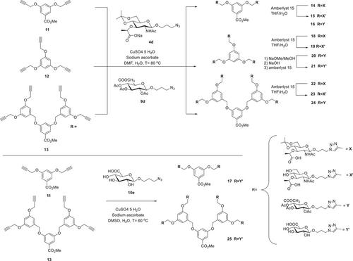 Correction to “Efficient Synthesis of Muramic and Glucuronic Acid Glycodendrimers as Dengue Virus Antagonists”