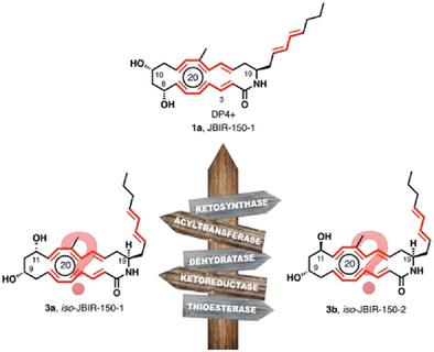 In Quest for Polyenic Macrolactam JBIR-150 Identity: Stereoselective Synthesis of DP4+-Based Purported Structure and Biogenetically Inspired Positional Stereoisomers