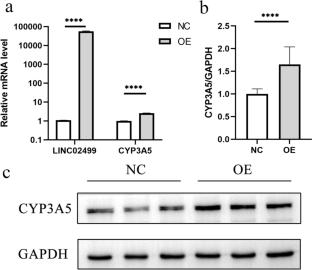 Long non-coding RNA LINC02499 regulates the expression of CYP3A5 in human liver cells