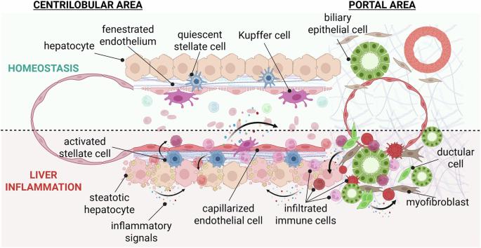 Inflammation and immunity in liver homeostasis and disease: a nexus of hepatocytes, nonparenchymal cells and immune cells