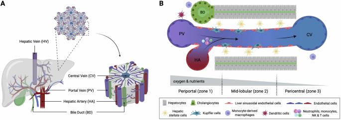 Myeloid cells in chronic liver inflammation
